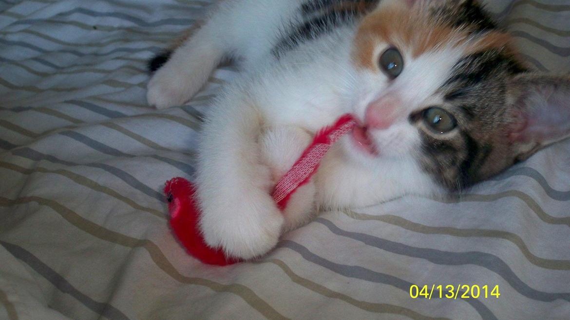 Blanding af racer Blue billede 45