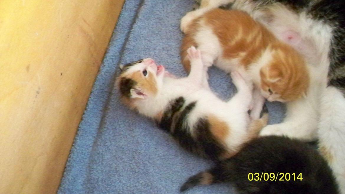 Blanding af racer Blue billede 46