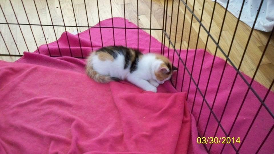 Blanding af racer Blue billede 47