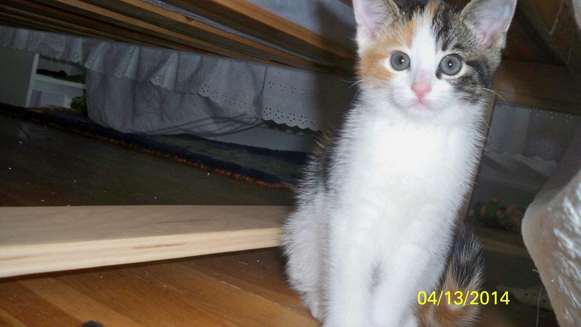 Blanding af racer Blue billede 48