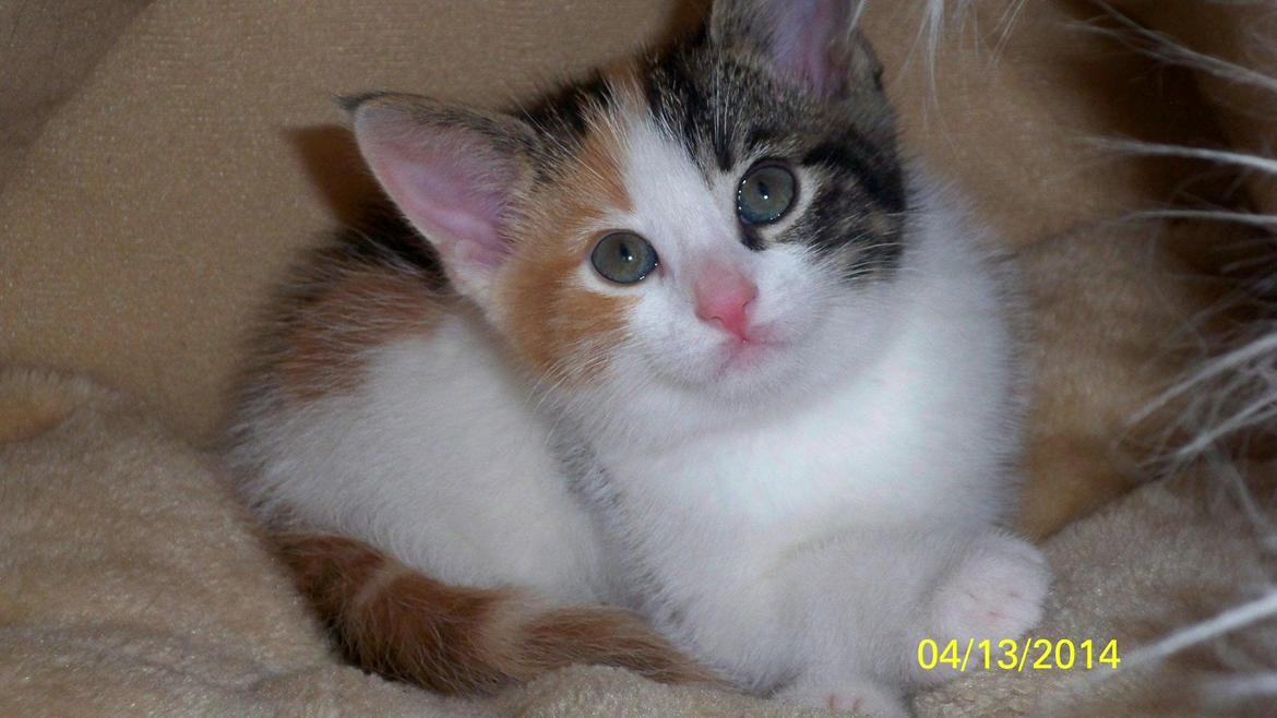 Blanding af racer Blue billede 32