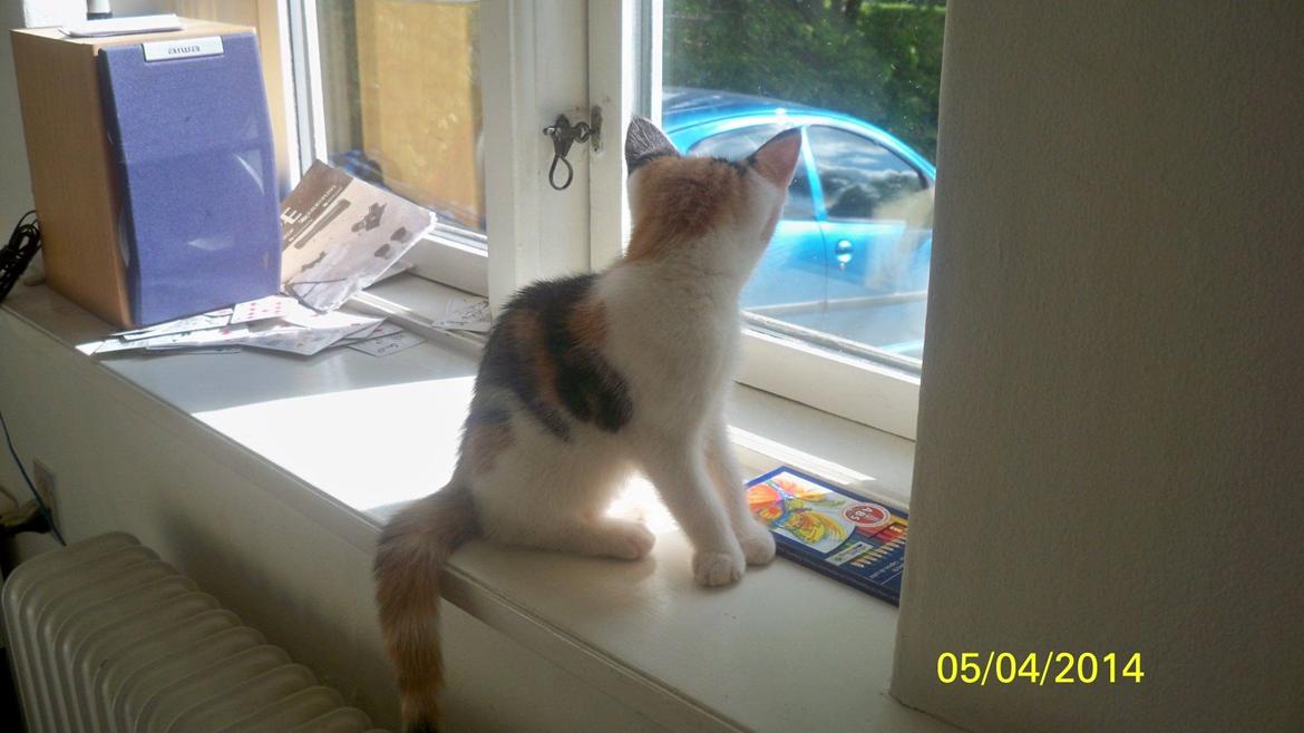 Blanding af racer Blue billede 50