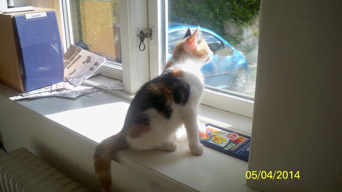 Blanding af racer Blue billede 49