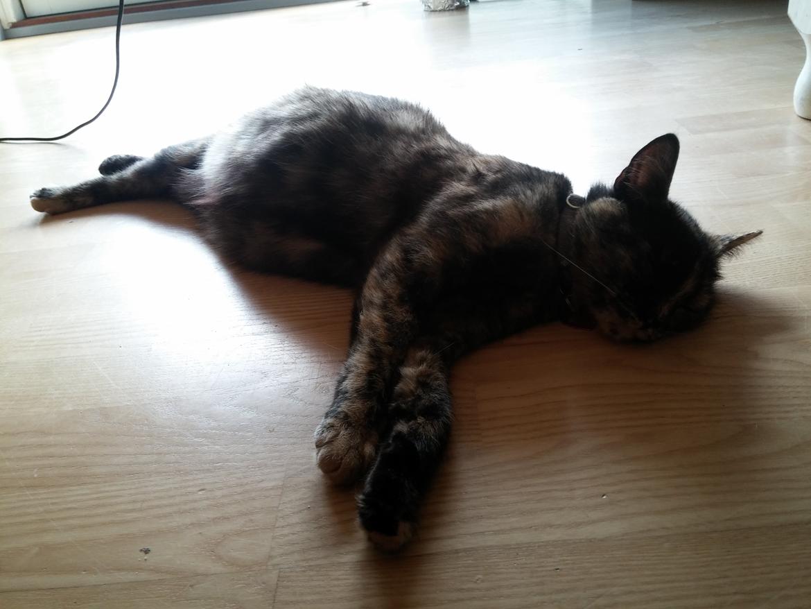 Huskat Misser billede 1