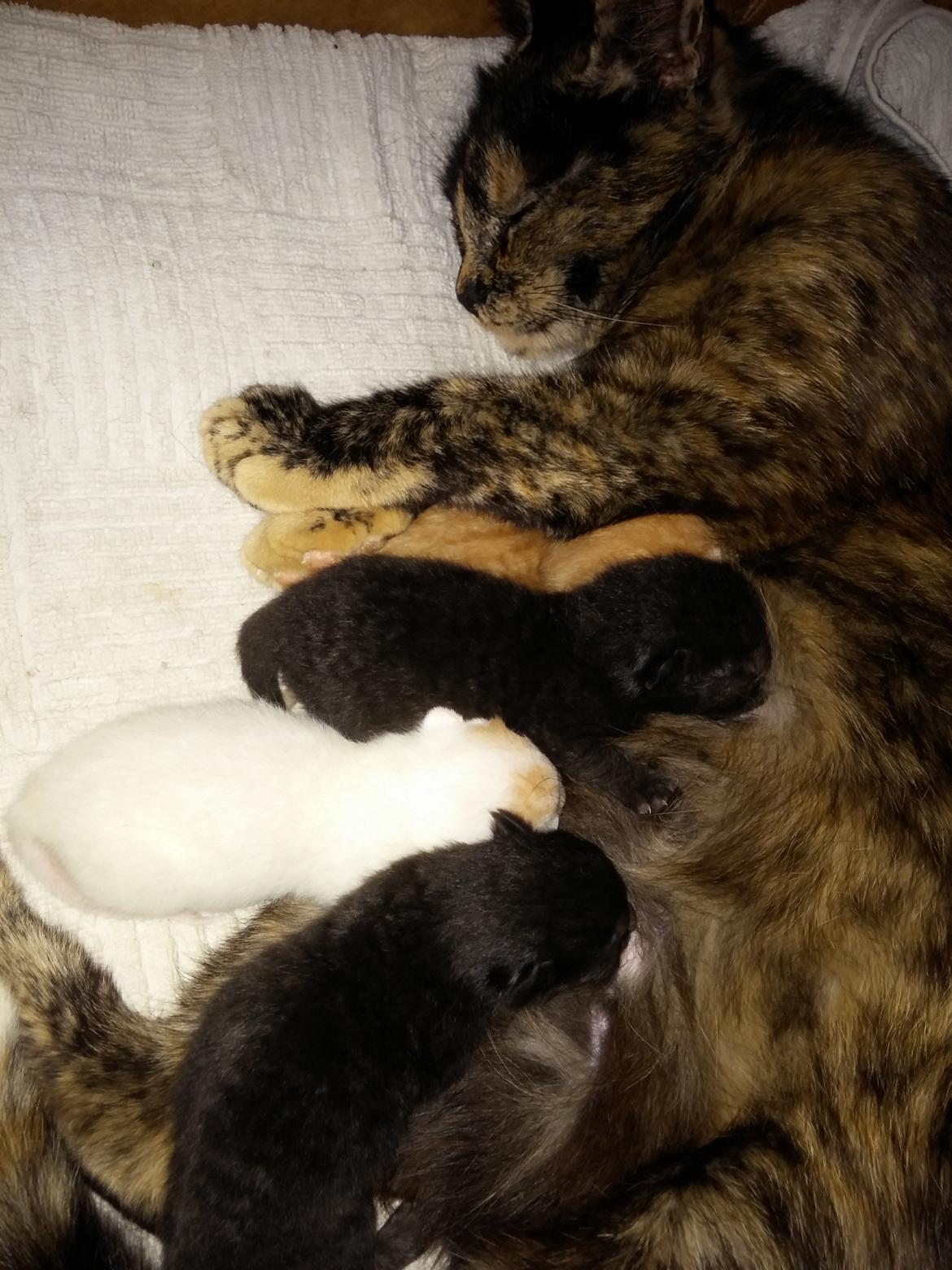 Huskat Misser billede 2