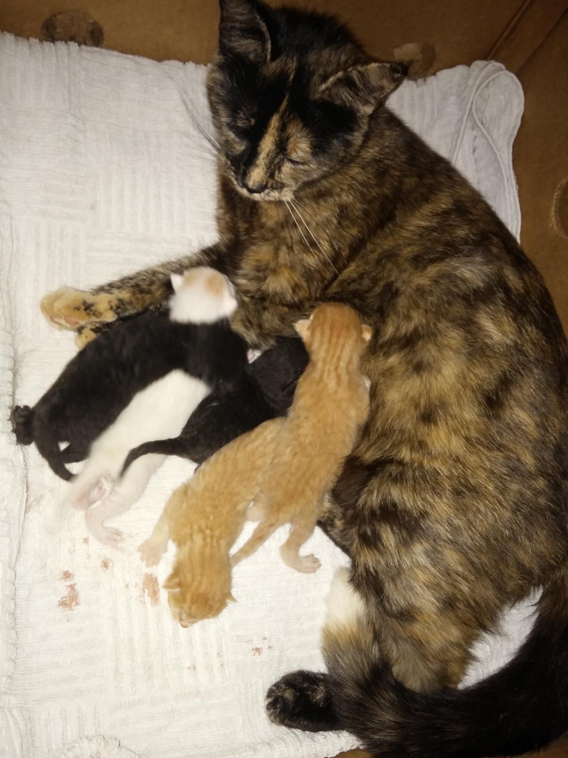 Huskat Misser billede 3