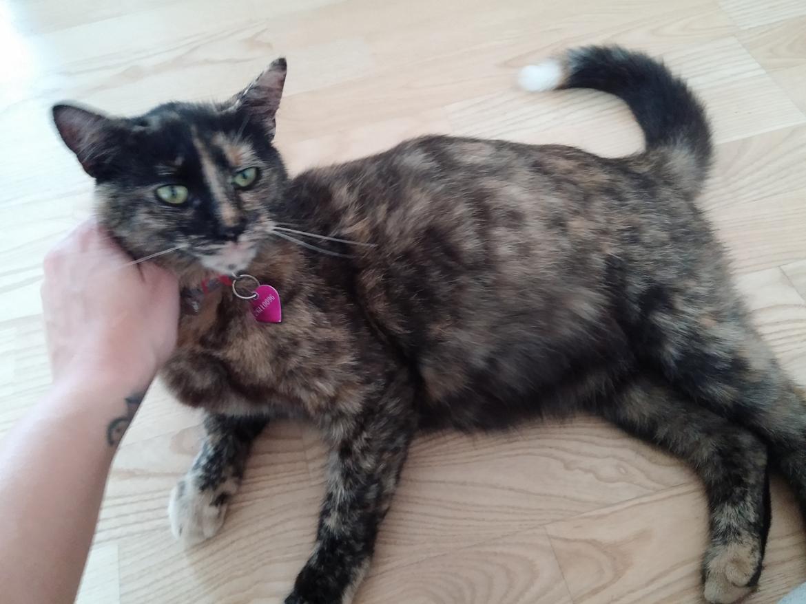 Huskat Misser billede 4