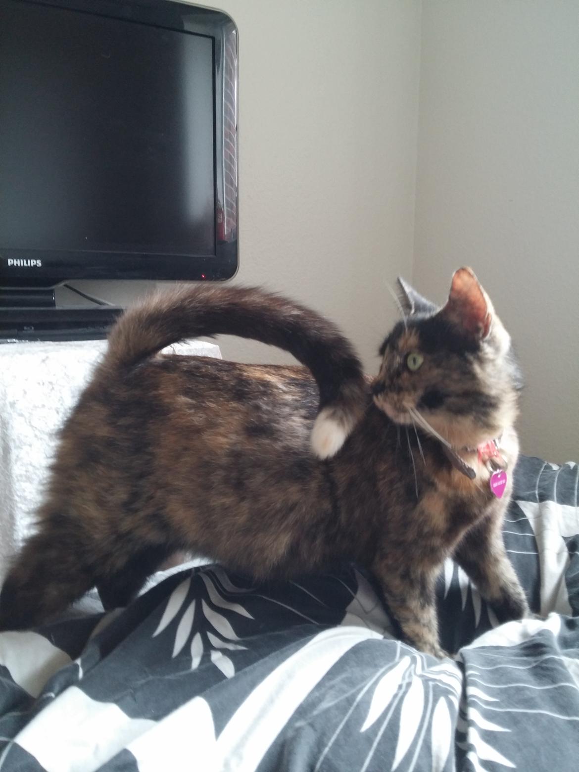 Huskat Misser billede 5