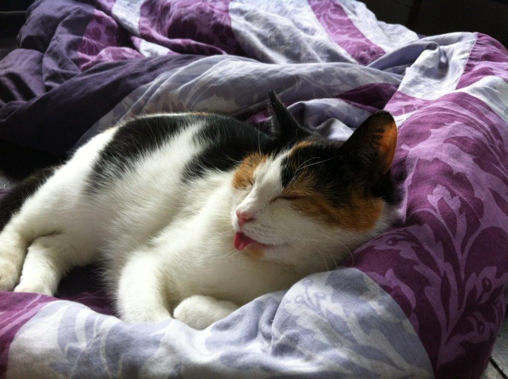 Huskat Cookie - Cookie rækker tunge :3 billede 3