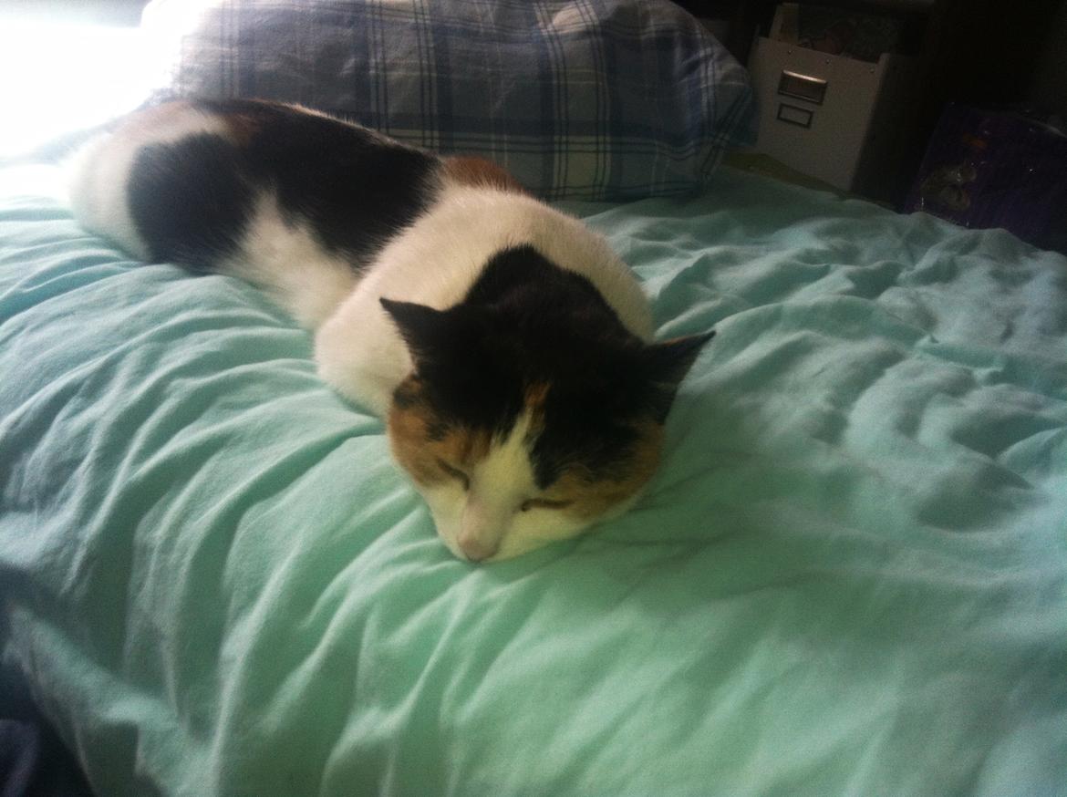 Huskat Cookie - Cookie er også en orm, til jer der ikke vidste det. billede 2