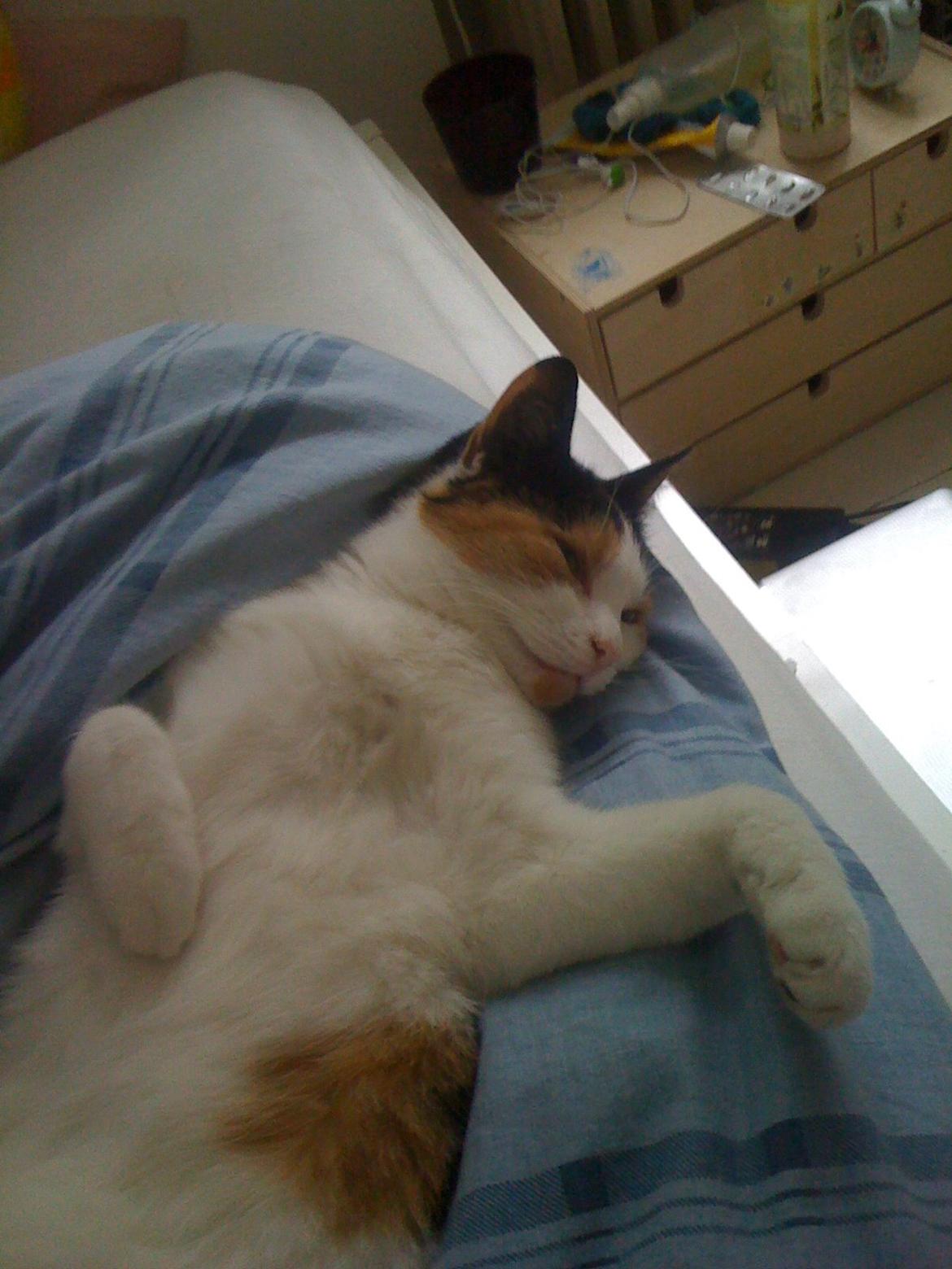 Huskat Cookie - Trefarvede katte bringer held :o xD billede 4