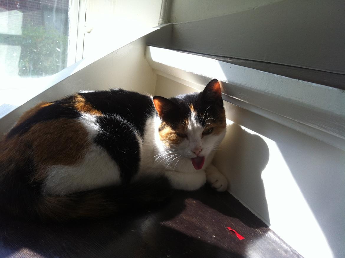 Huskat Cookie - Ligger i solen en varm dag xD billede 5