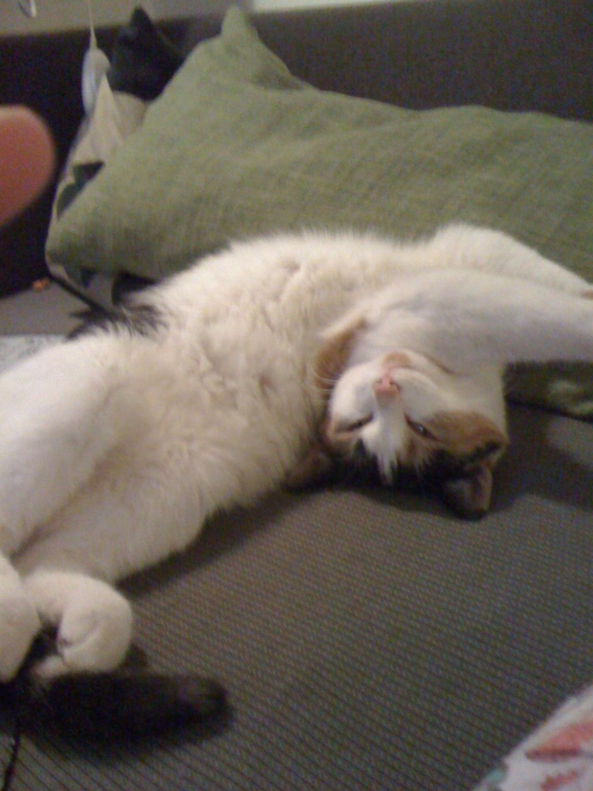 Huskat Cookie - Acrobatic skills! billede 6