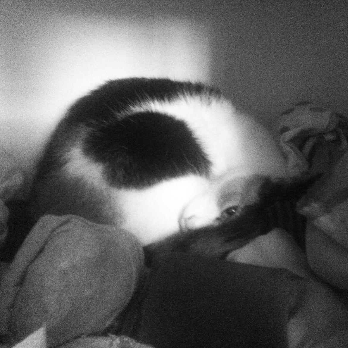 Huskat Cookie - Gemmer sig i tøjskuffen :3 billede 7