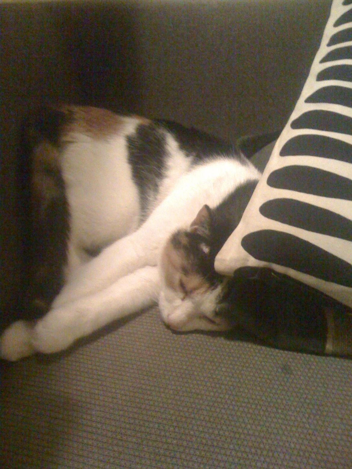 Huskat Cookie - Fedt hjørne du fandt dig, Cookie? o.o billede 9