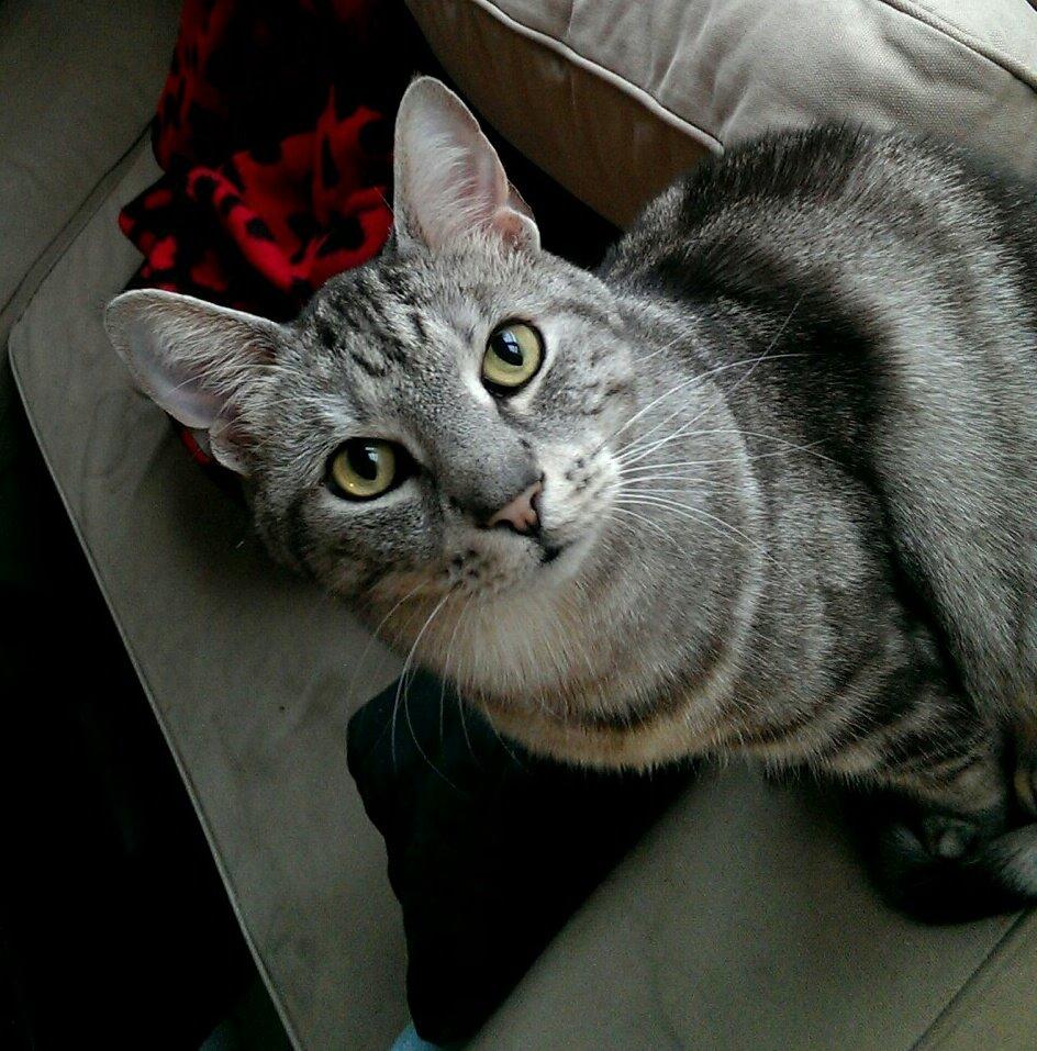 Europé Carezzando's Silver Pio billede 1