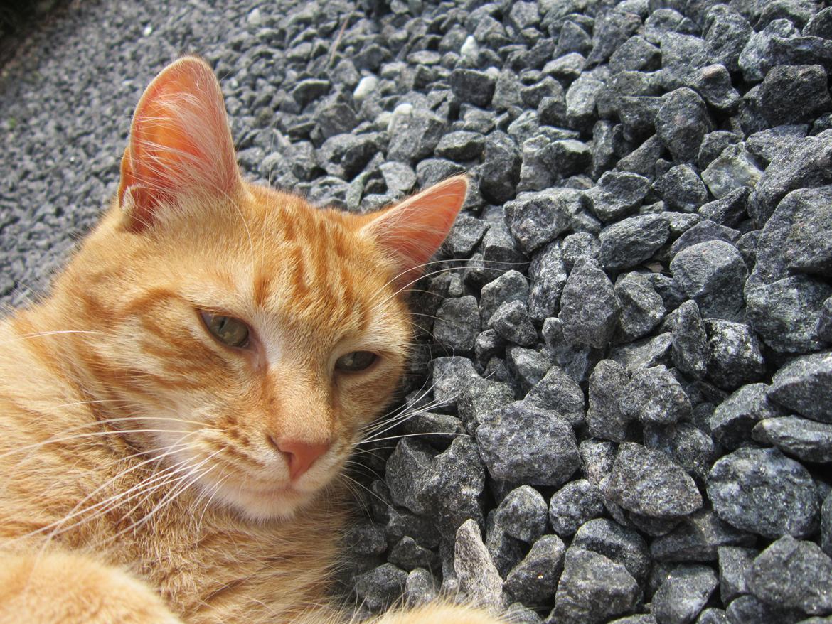 Huskat Sigurt billede 5