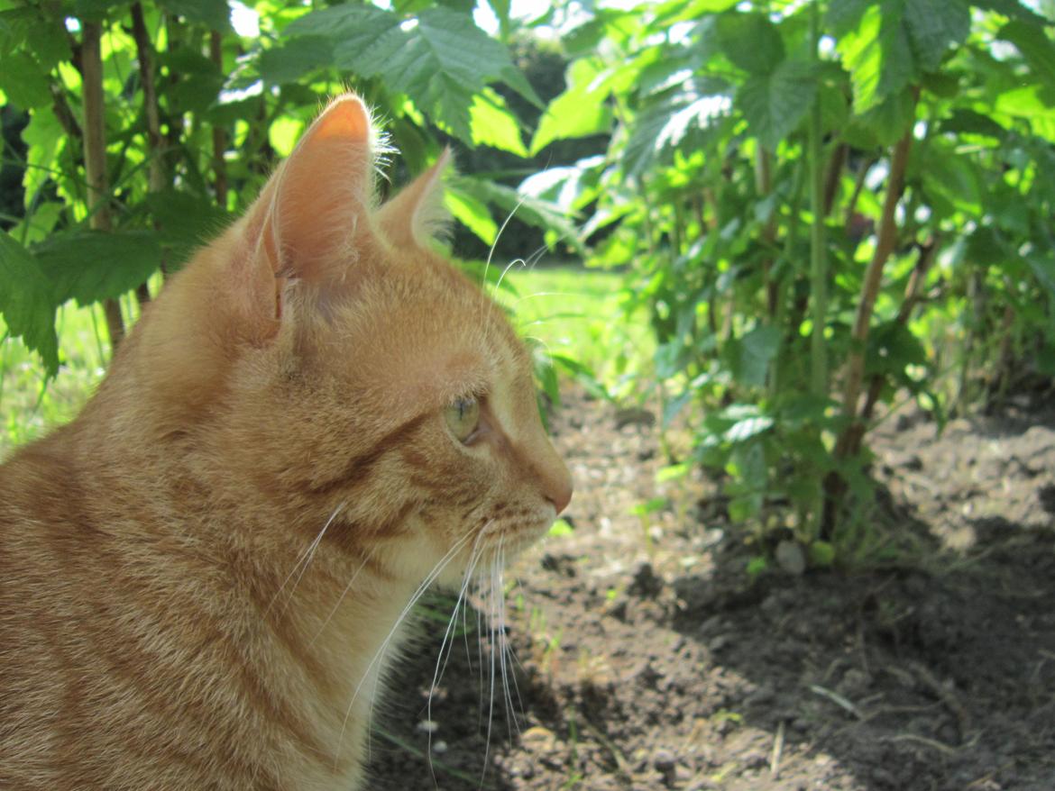 Huskat Sigurt billede 2