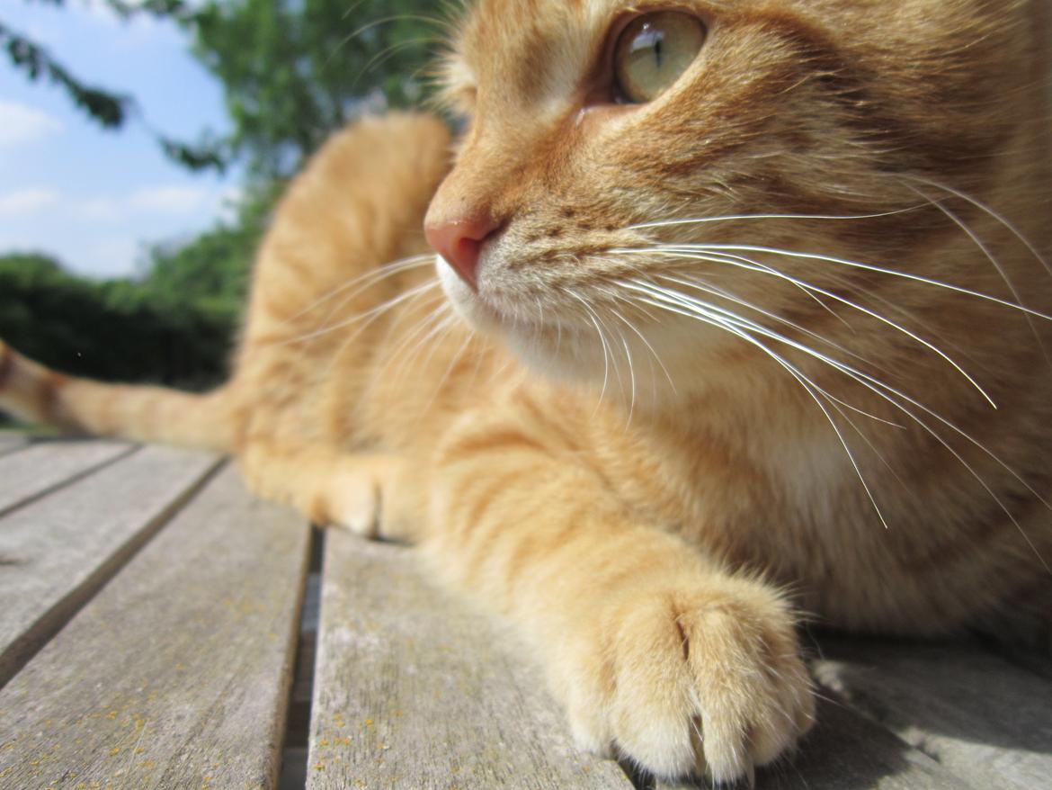 Huskat Sigurt billede 16