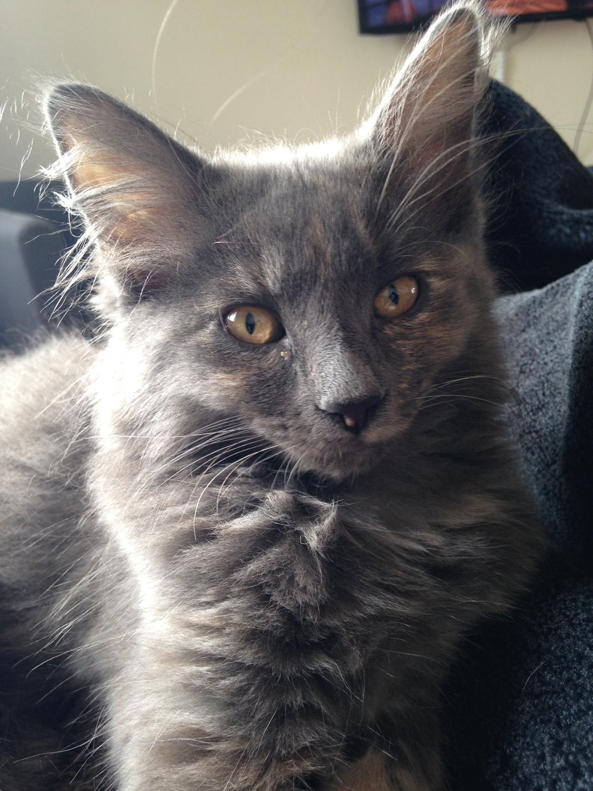 Blanding af racer Fie billede 3