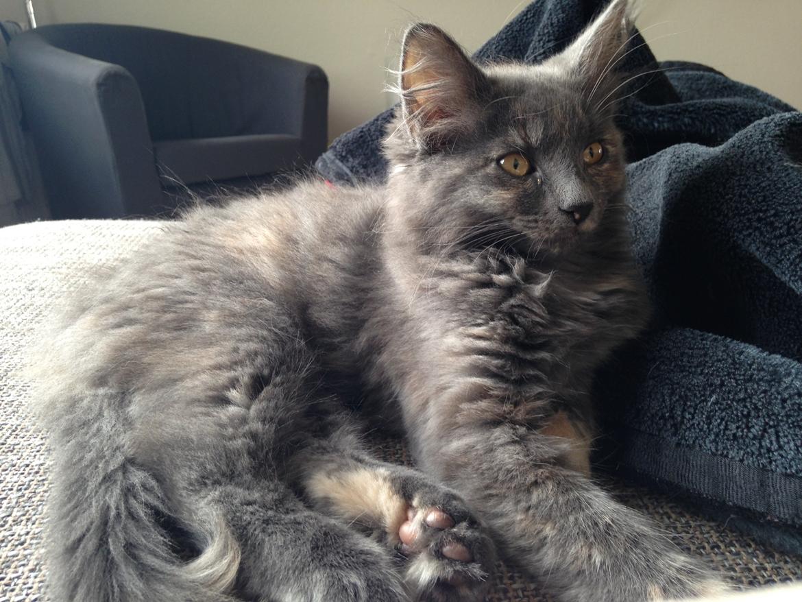 Blanding af racer Fie billede 2