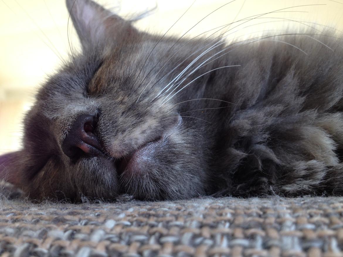 Blanding af racer Fie billede 4