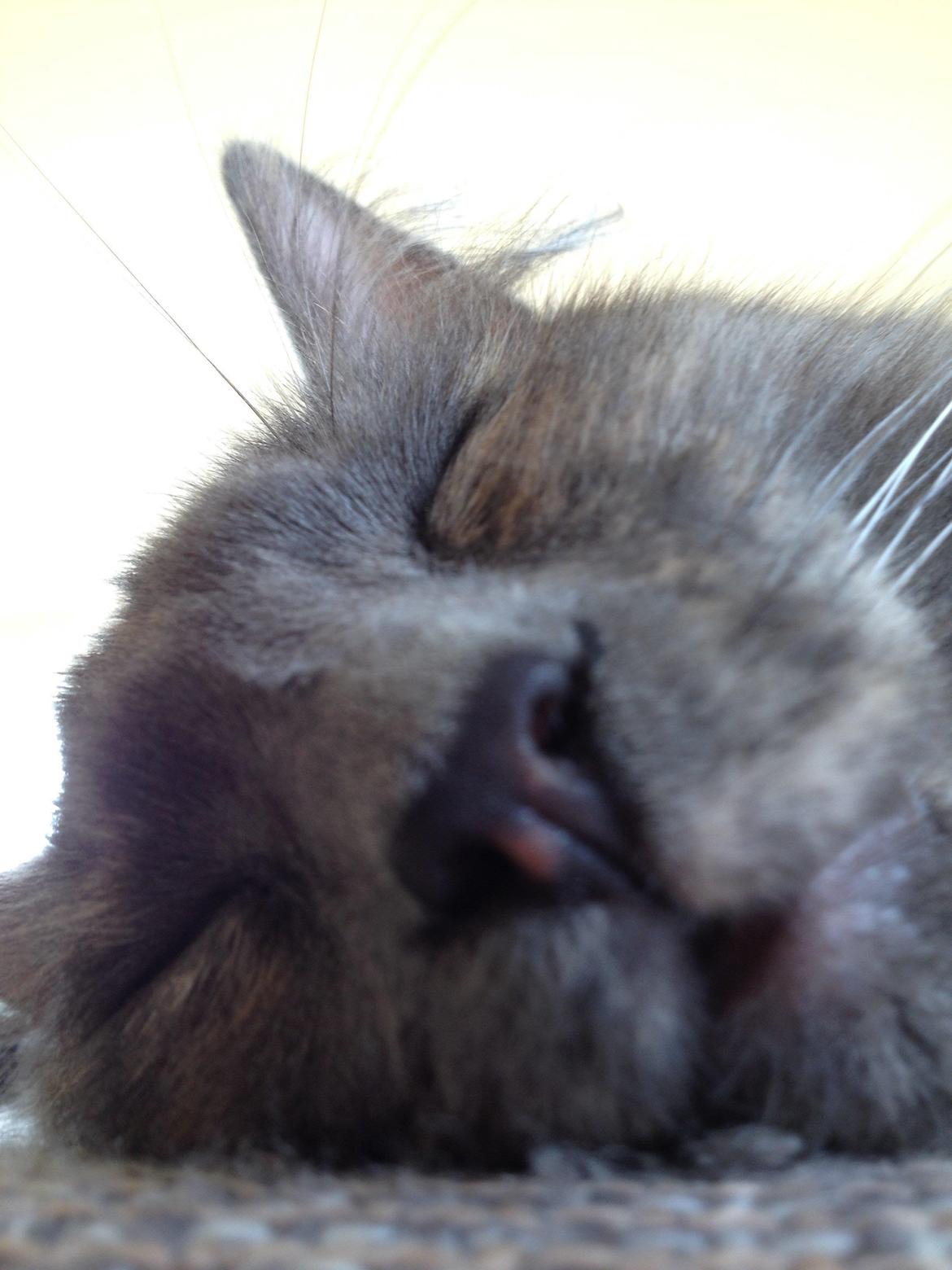 Blanding af racer Fie billede 5