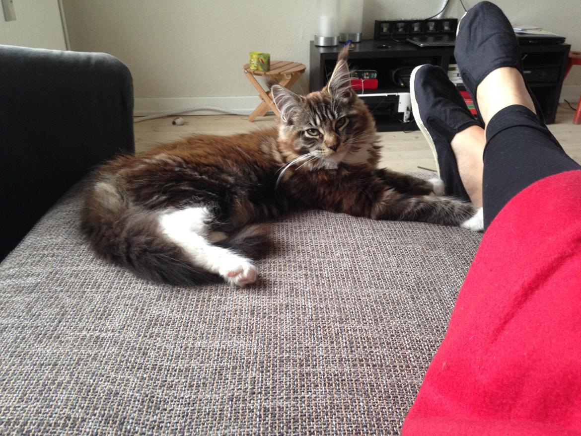 Maine Coon Chacoons Night Moon Puma PP billede 3