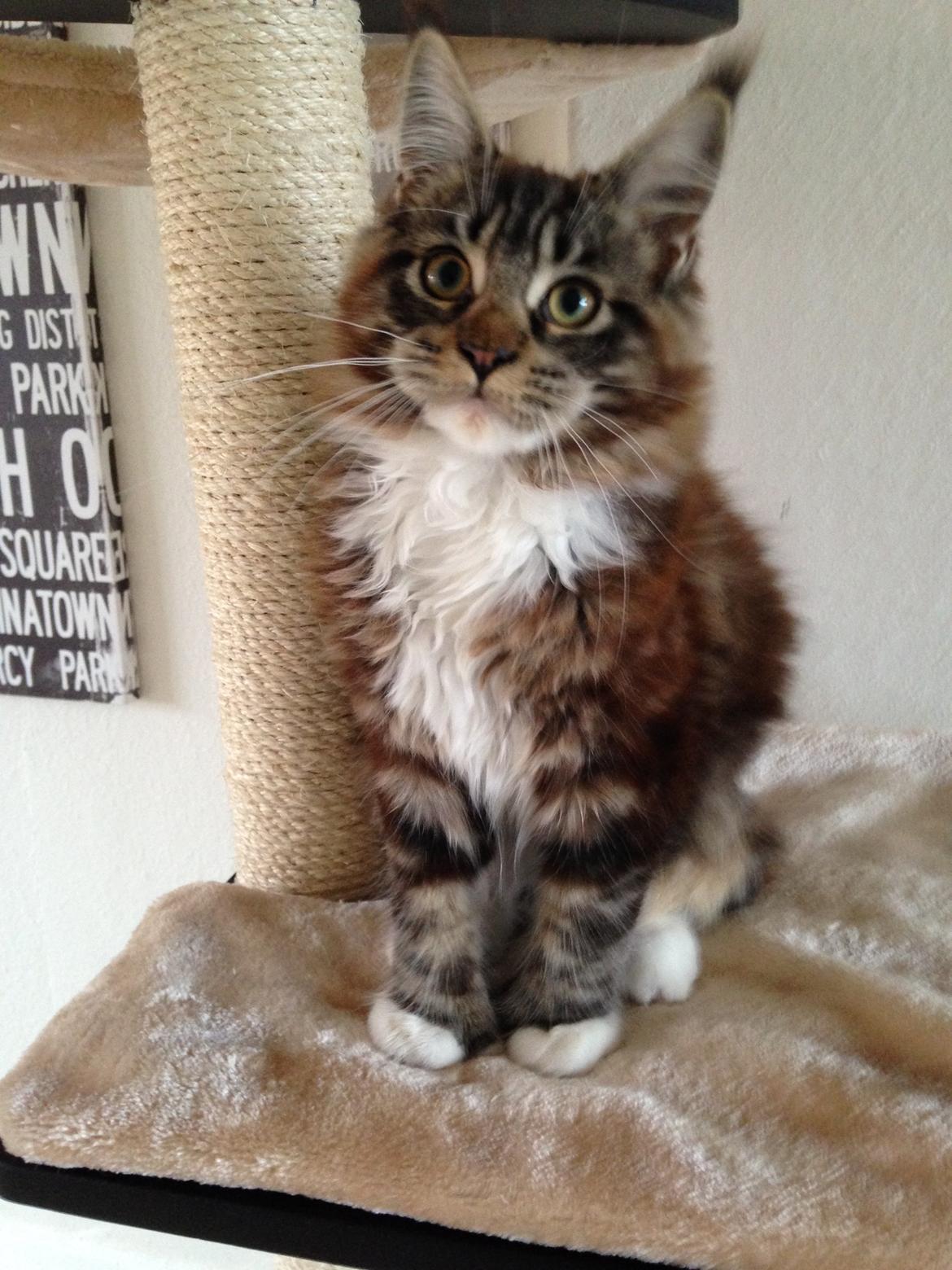 Maine Coon Chacoons Night Moon Puma PP billede 1