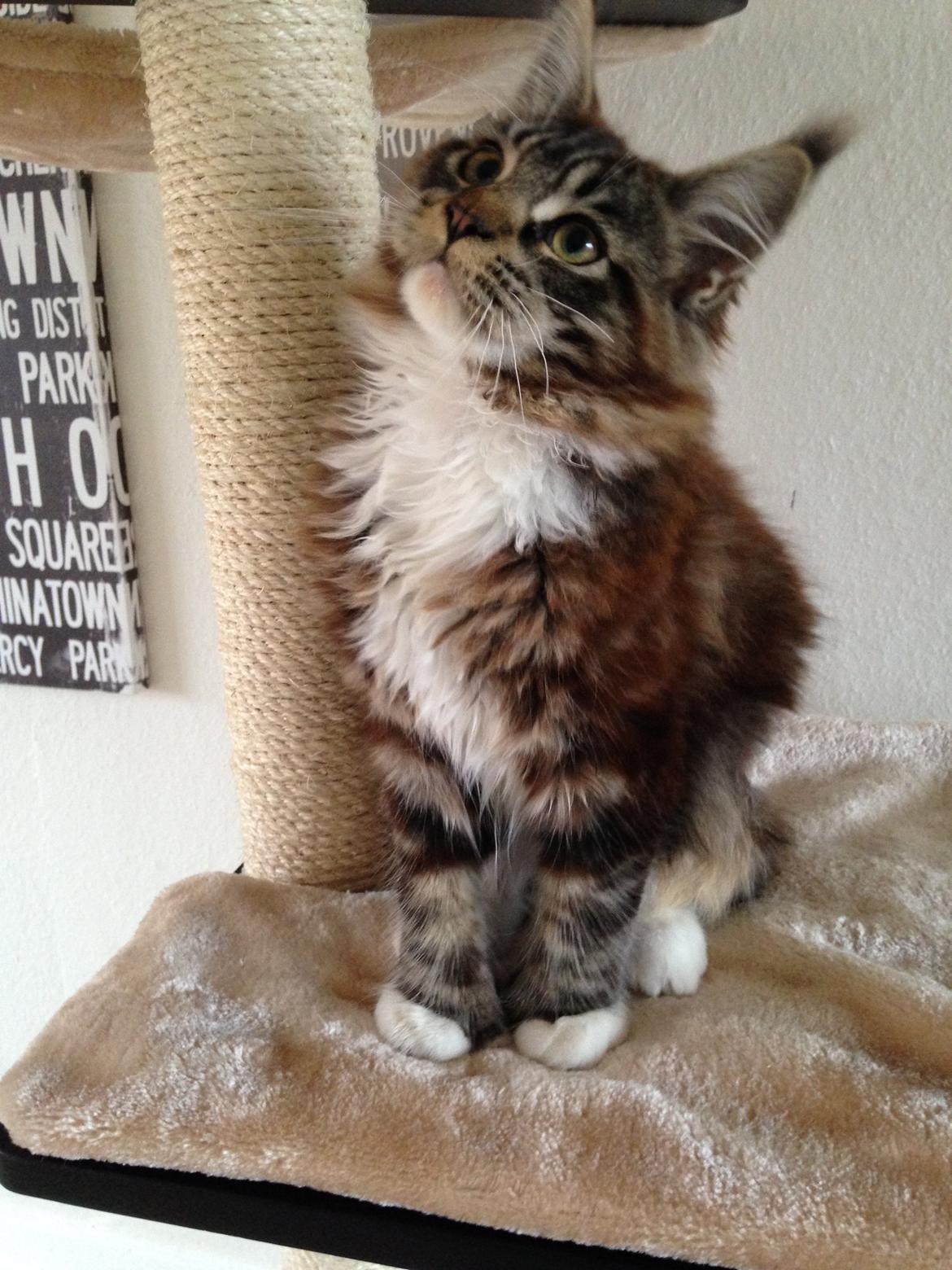 Maine Coon Chacoons Night Moon Puma PP billede 2