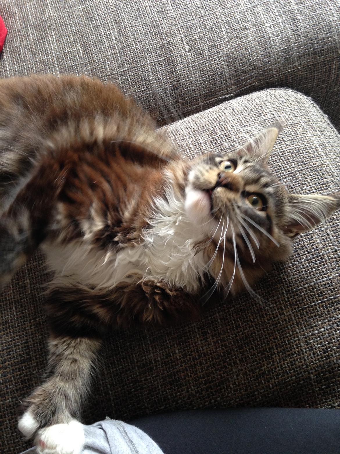 Maine Coon Chacoons Night Moon Puma PP billede 5