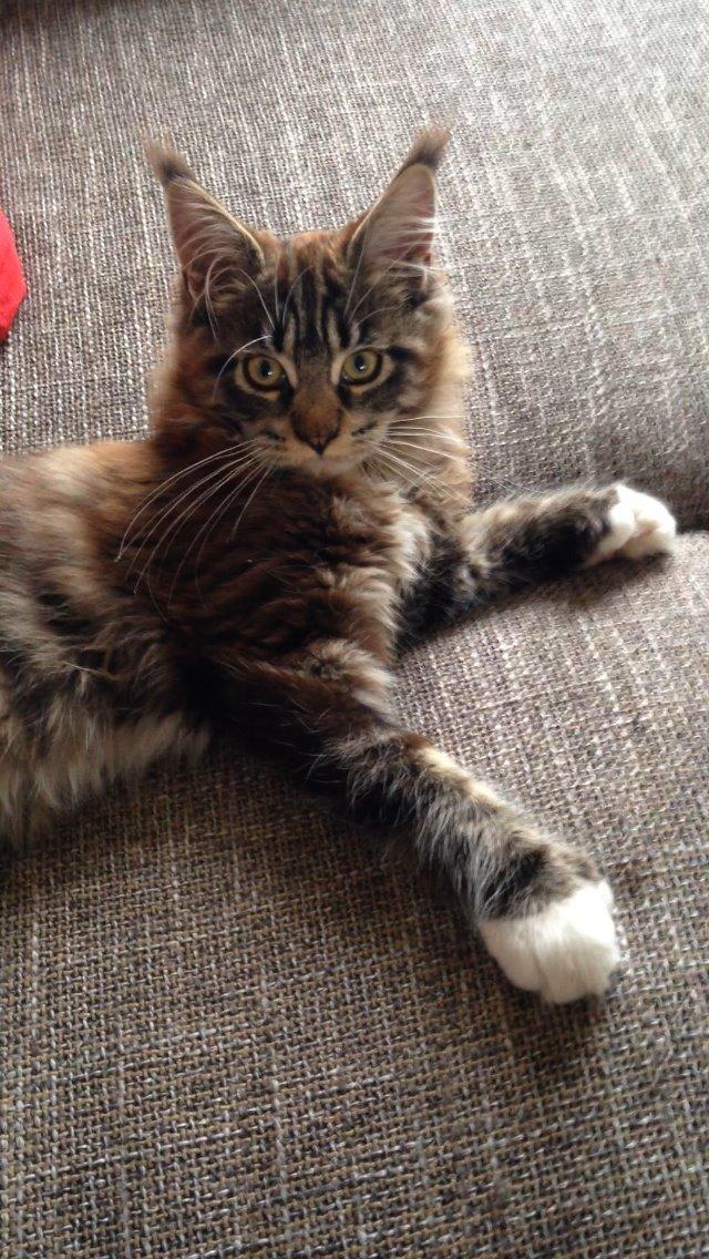 Maine Coon Chacoons Night Moon Puma PP billede 6