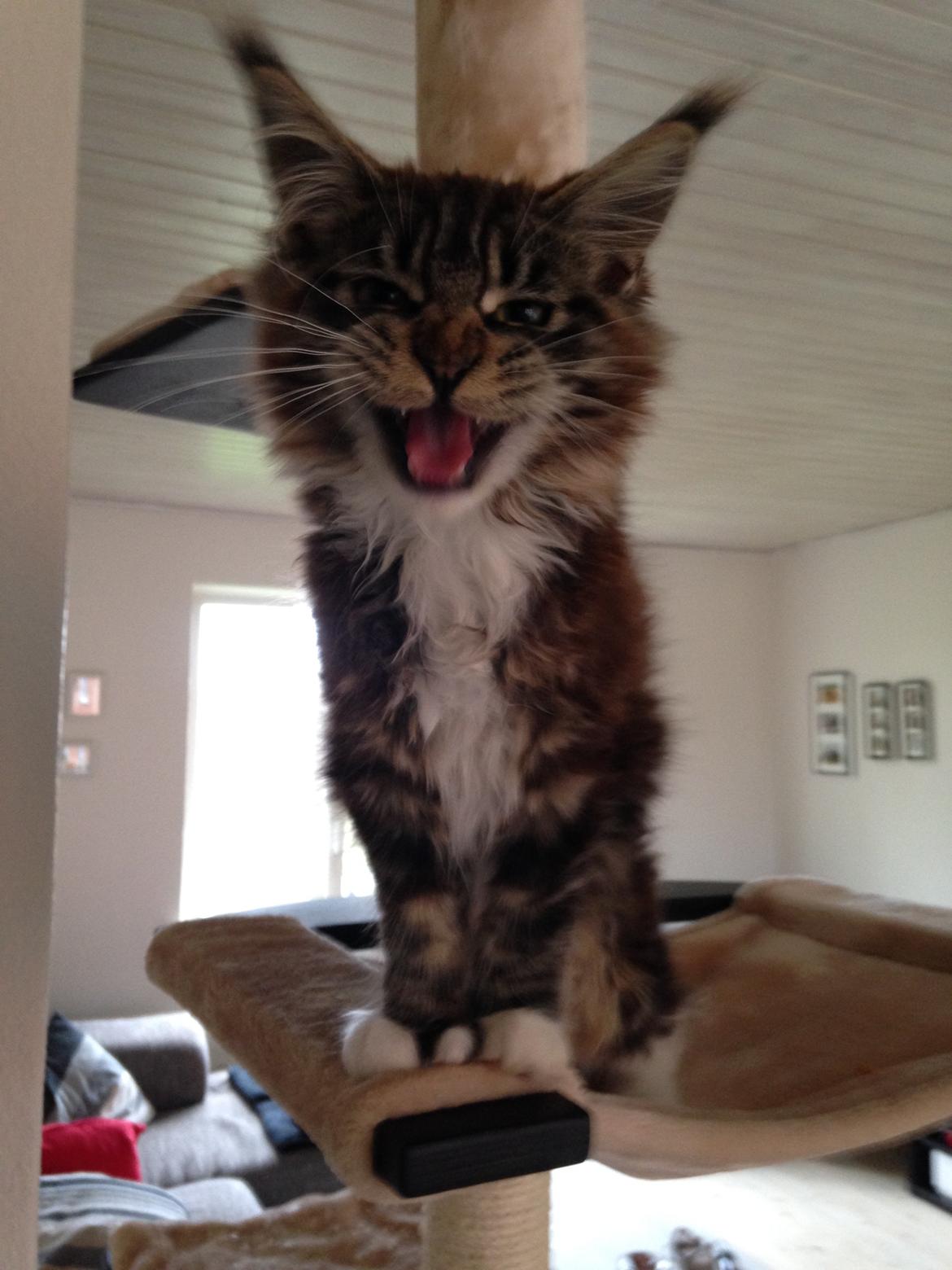 Maine Coon Chacoons Night Moon Puma PP billede 7