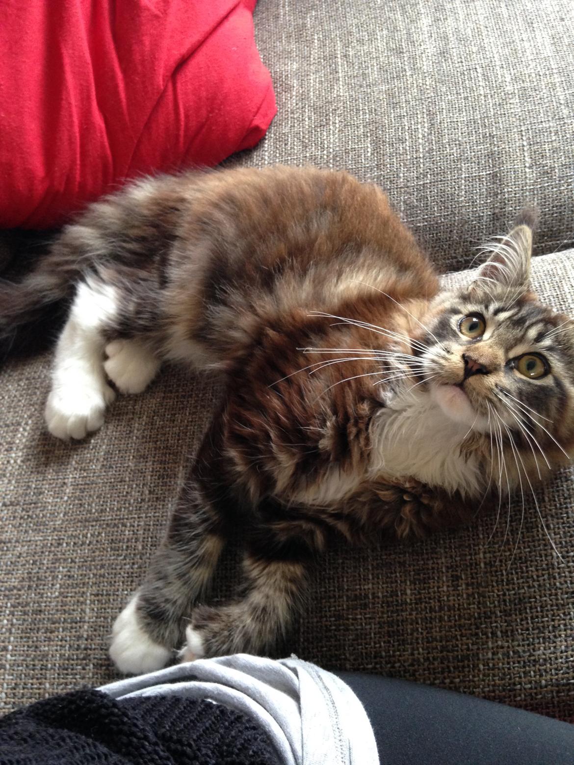 Maine Coon Chacoons Night Moon Puma PP billede 4