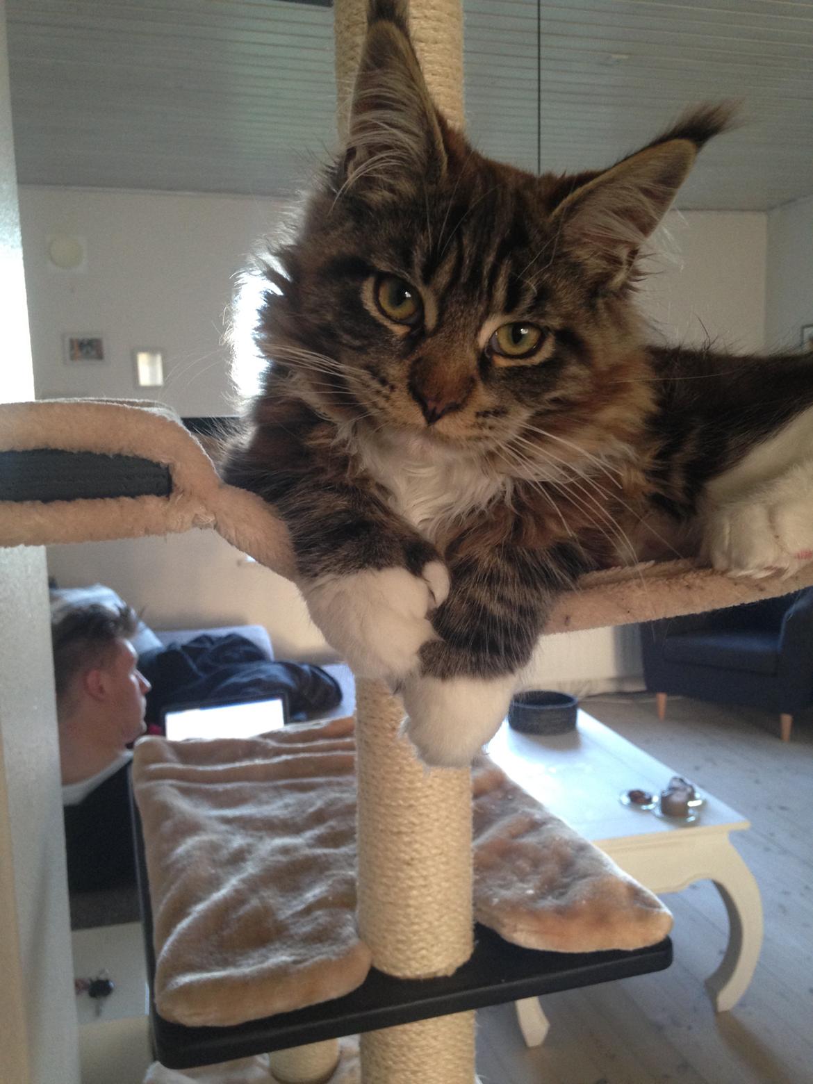 Maine Coon Chacoons Night Moon Puma PP billede 9