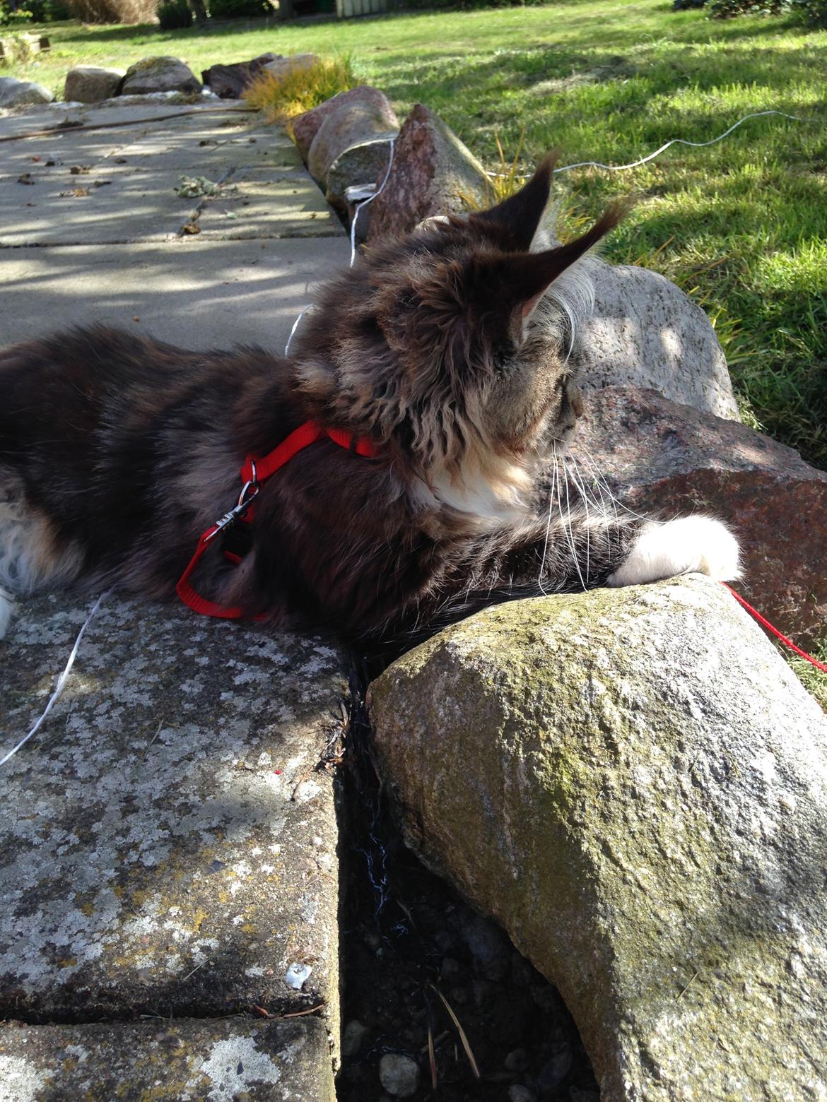 Maine Coon Chacoons Night Moon Puma PP billede 10