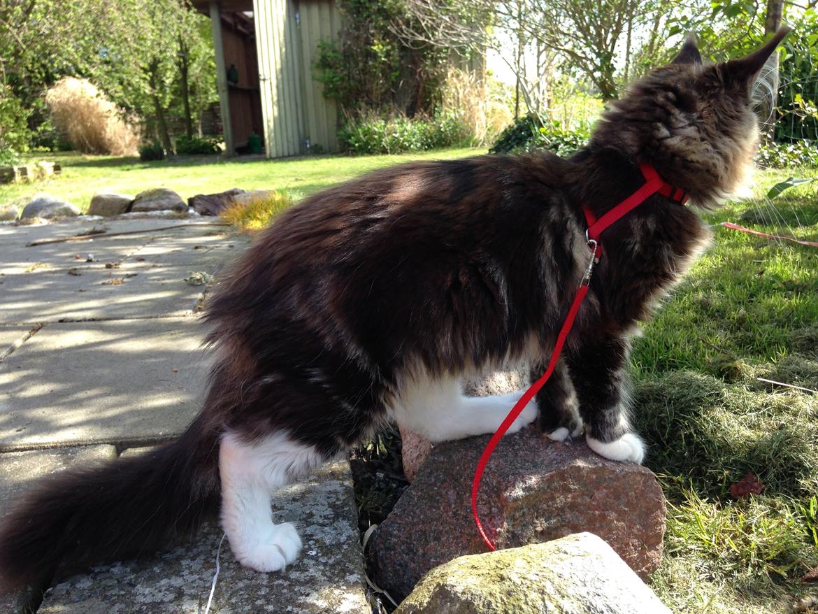 Maine Coon Chacoons Night Moon Puma PP billede 11