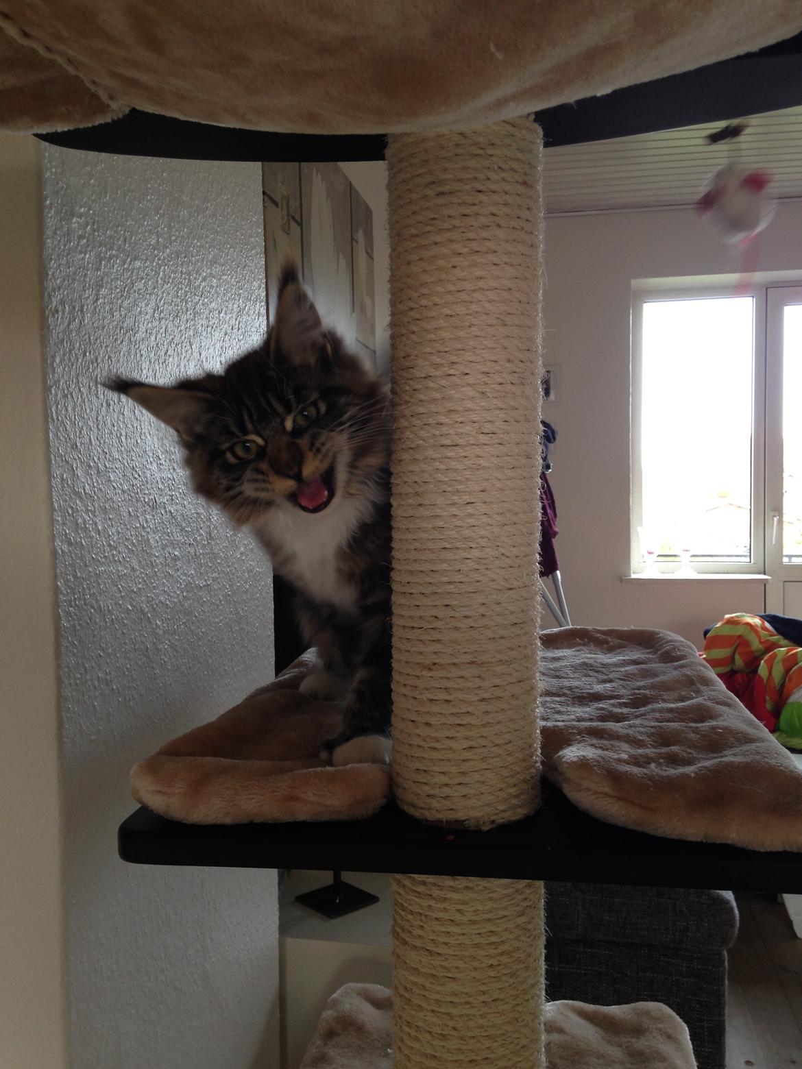 Maine Coon Chacoons Night Moon Puma PP billede 8