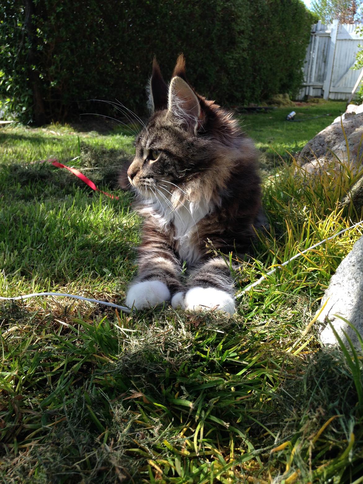 Maine Coon Chacoons Night Moon Puma PP billede 13