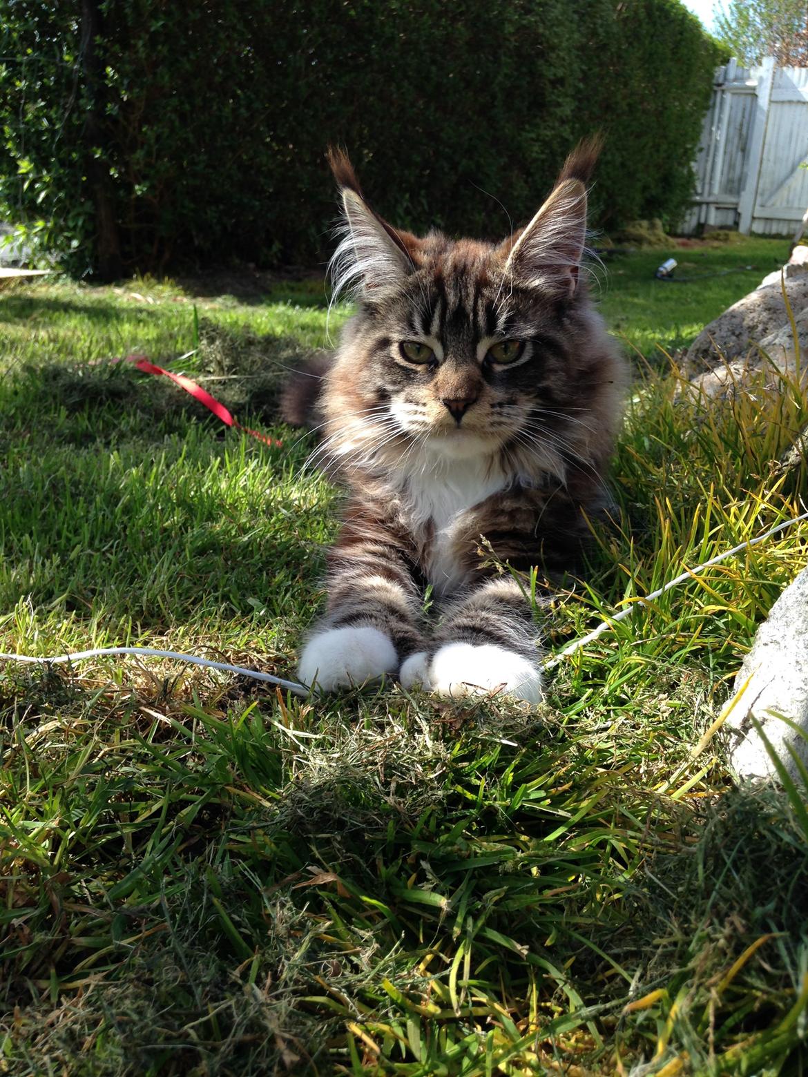 Maine Coon Chacoons Night Moon Puma PP billede 14