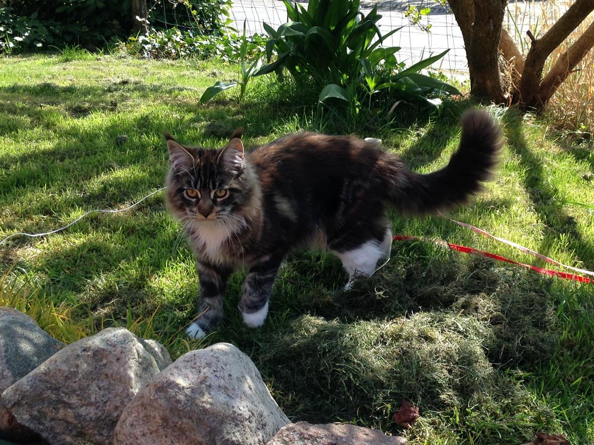 Maine Coon Chacoons Night Moon Puma PP billede 12