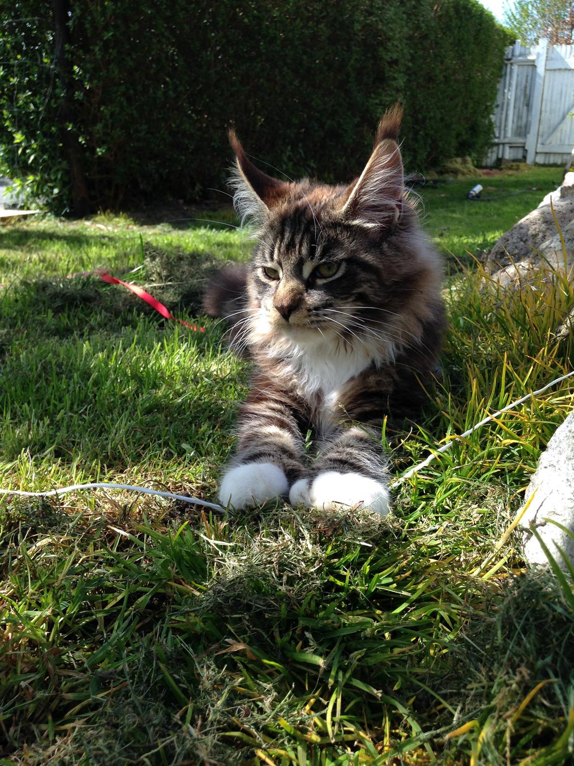 Maine Coon Chacoons Night Moon Puma PP billede 16