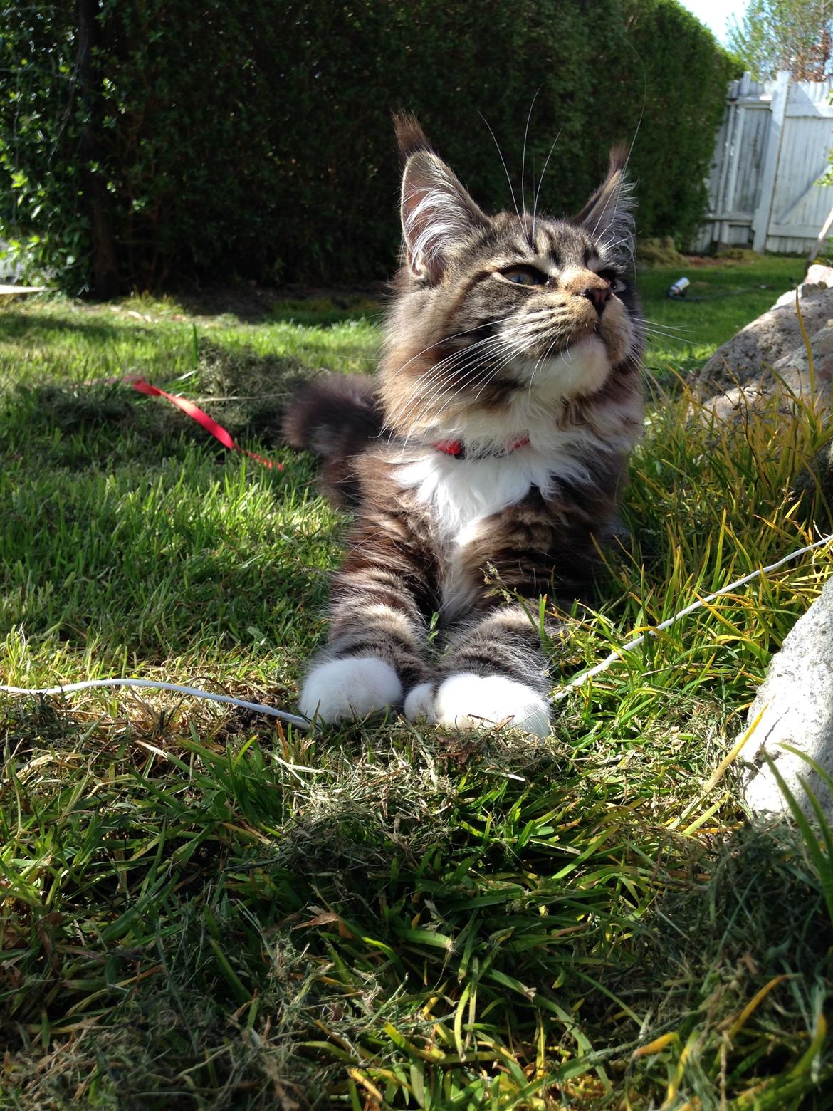 Maine Coon Chacoons Night Moon Puma PP billede 15