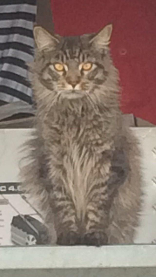 Maine Coon Bertil billede 12