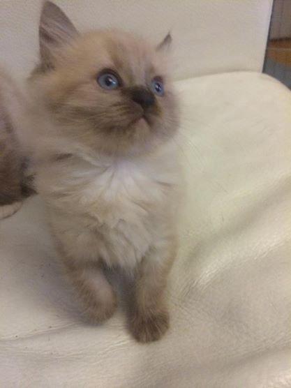 Ragamuffin Russell Crowe Of Black Oak billede 2