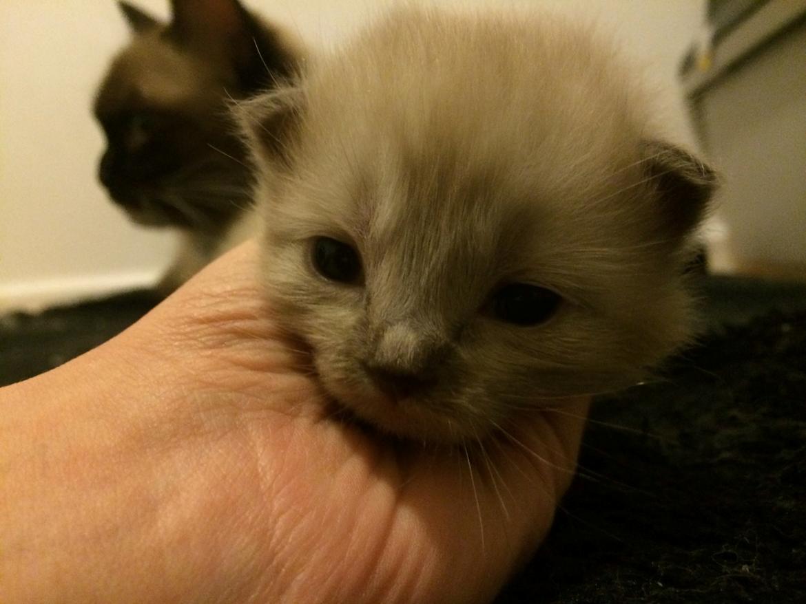 Ragamuffin Russell Crowe Of Black Oak billede 12