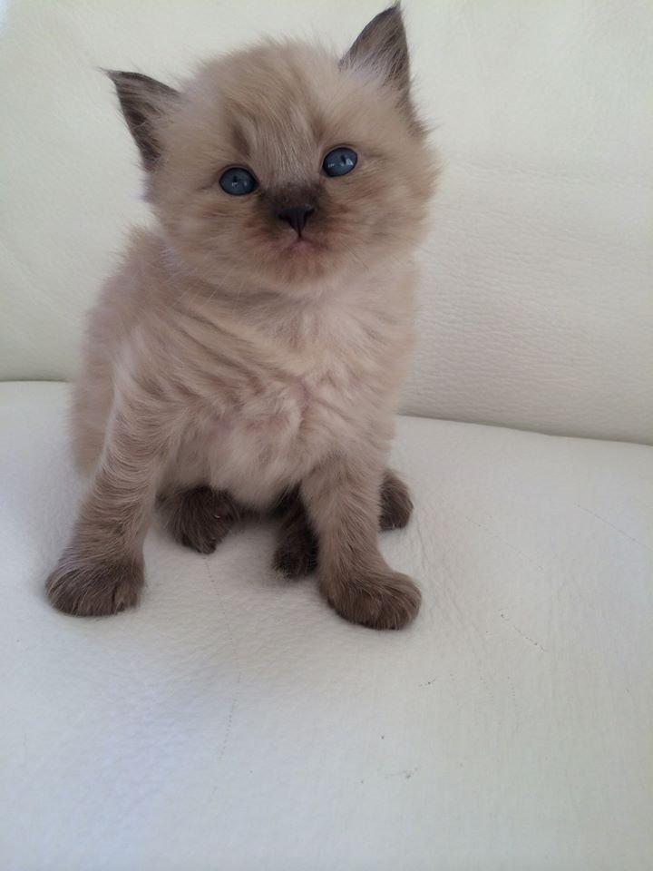 Ragamuffin Russell Crowe Of Black Oak billede 1