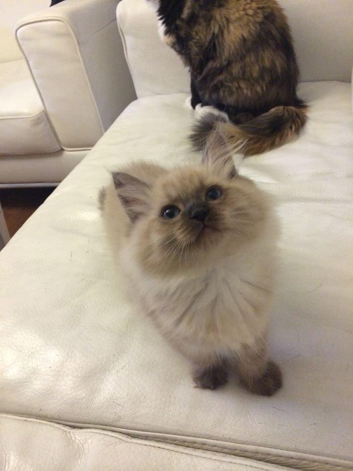 Ragamuffin Russell Crowe Of Black Oak billede 3