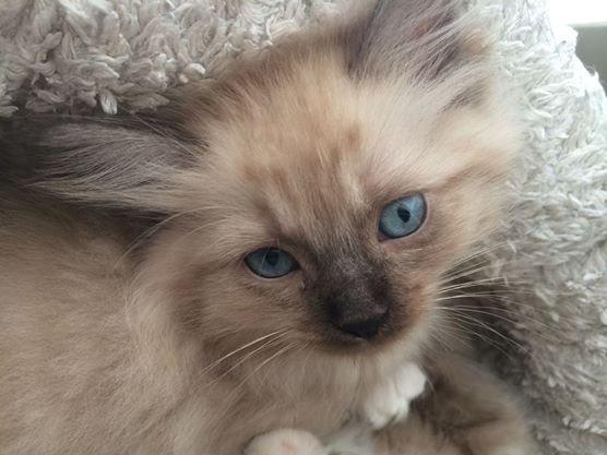 Ragamuffin Russell Crowe Of Black Oak billede 4