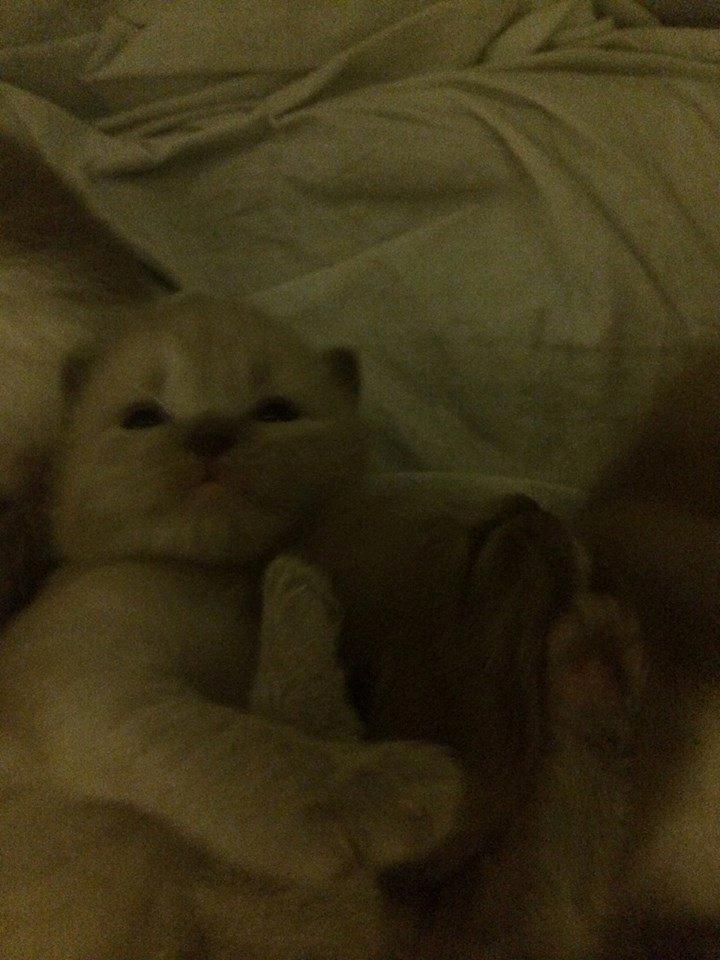 Ragamuffin Russell Crowe Of Black Oak billede 13